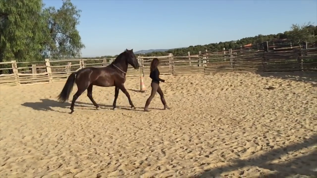 dominant-horses-in-horse-training