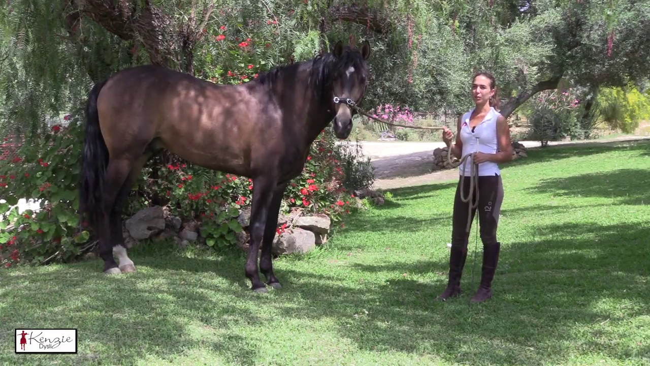 How your horse relaxes in the countryside Kenzie Dysli Liberty Dressage