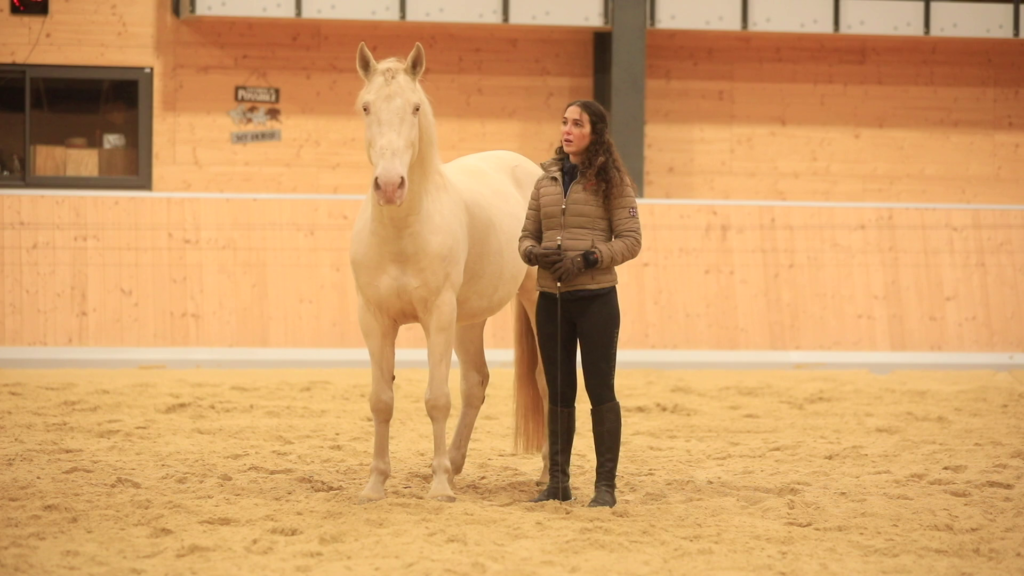 role-of-energy-in-horse-training