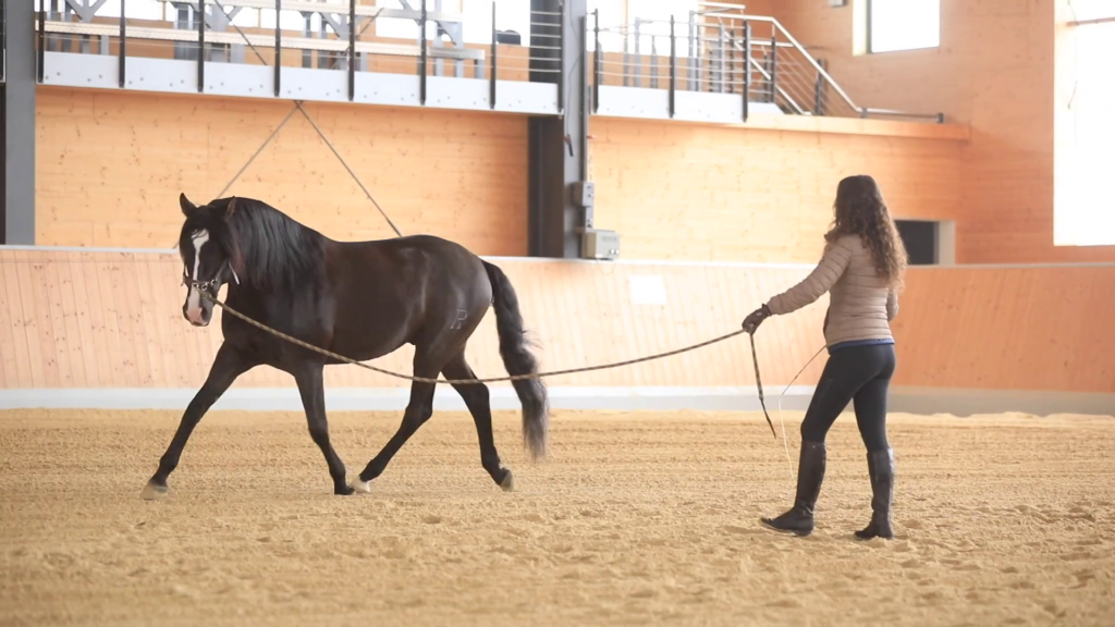 difference-between-circling-and-lunging