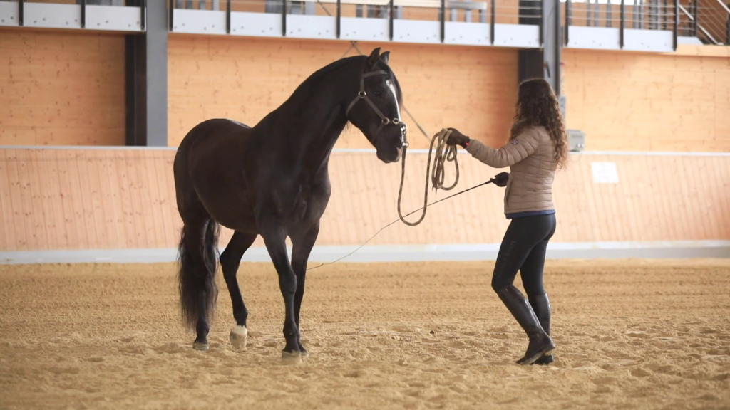 bend-and-position-during-lunging
